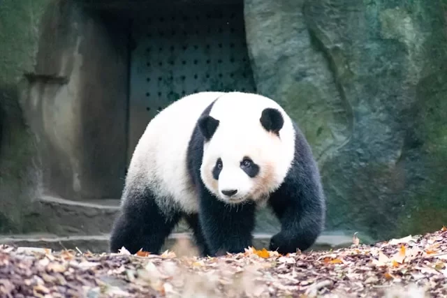 Panda Bear